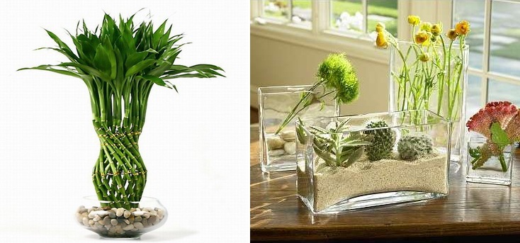 Vasos de vidro para plantas e folhagens