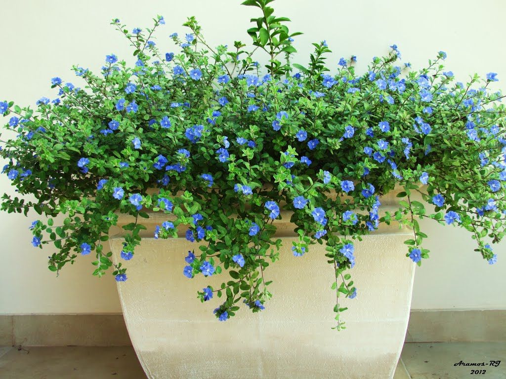 Planta rasteira azul no vaso