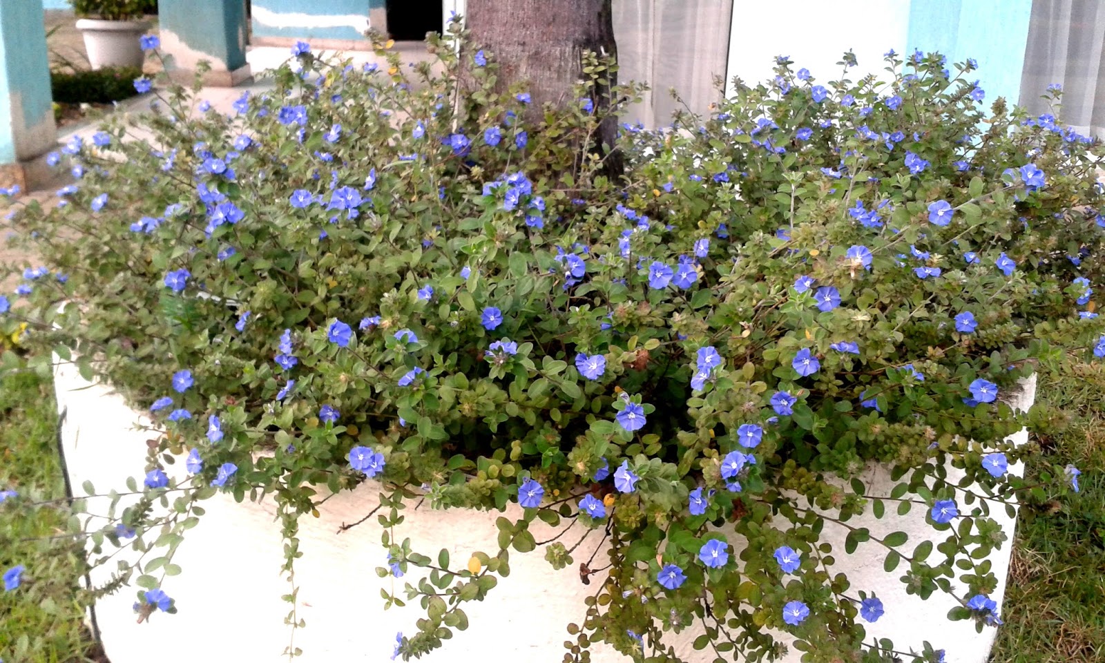 Planta rasteira azulzinha
