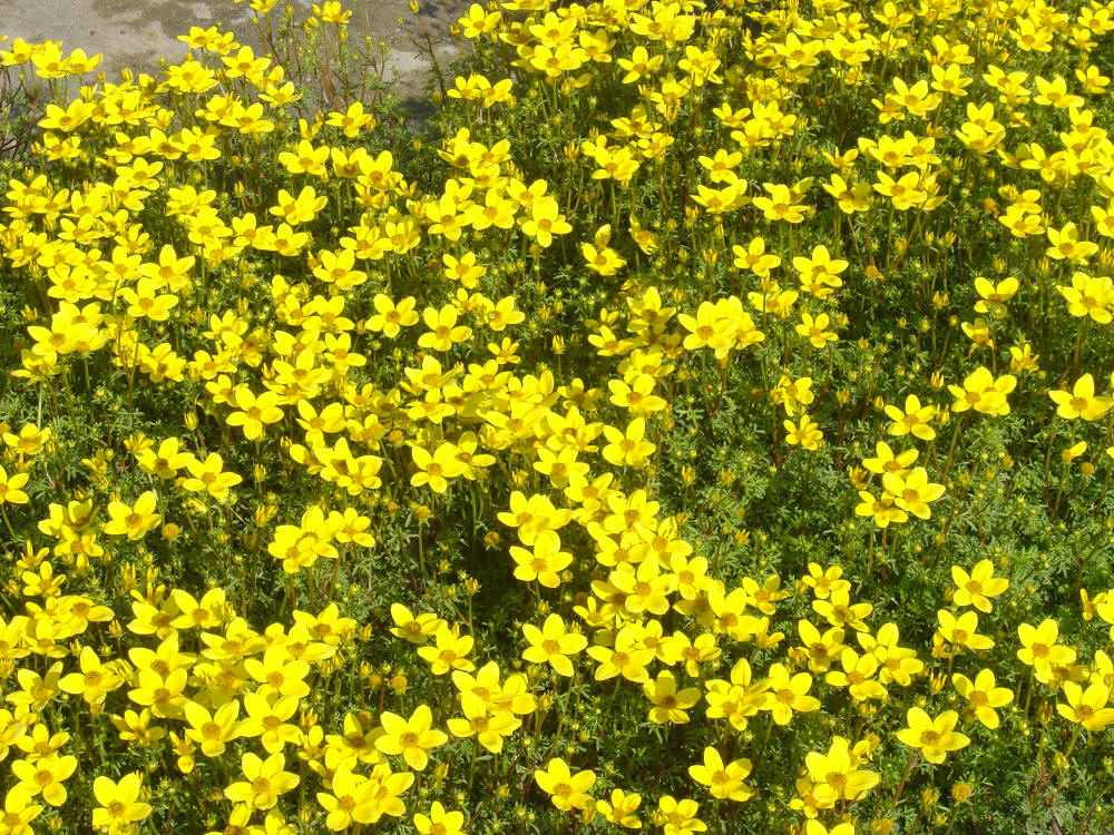 Plantas rasteiras amarelass