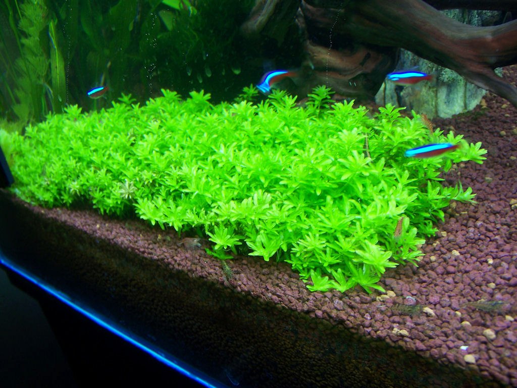 Plantas rasteiras aquário