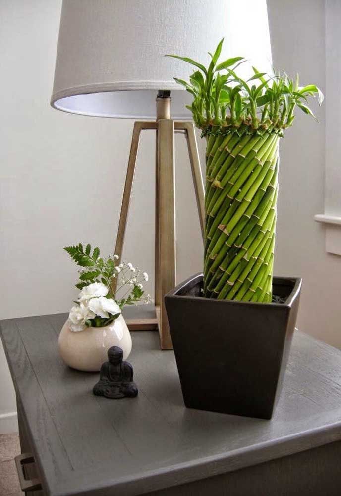bambu traçado plantado em terra dentro do vaso