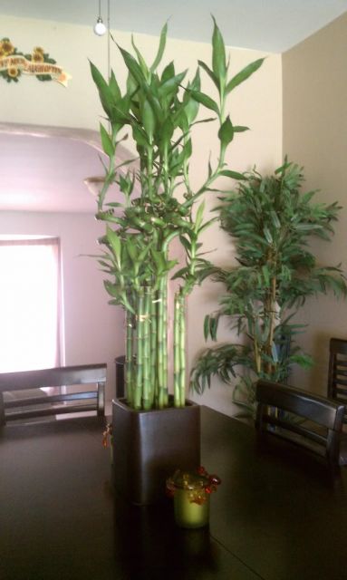 Bambu da sorte - Como cuidar, como plantar e lindos modelos!