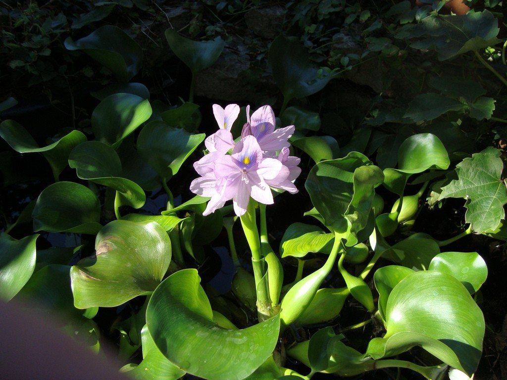 flor flutuante aquatica