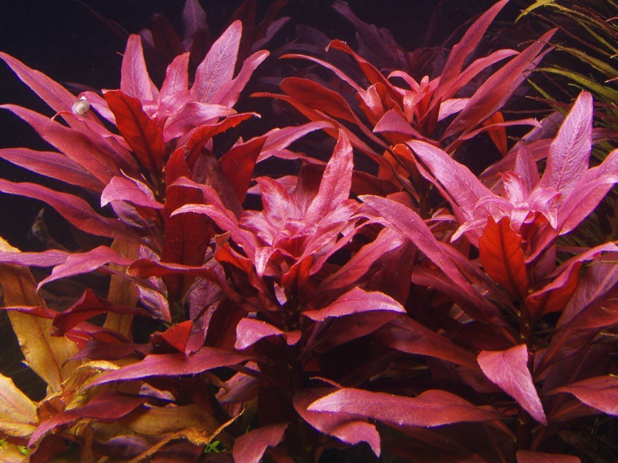 planta vermelha na água
