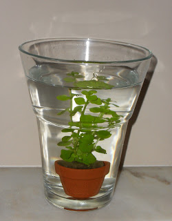 plantinha delicada dentro do vaso