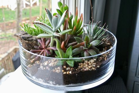 vasos de vidro para plantas