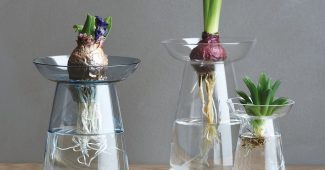 vaso transparente com pantas